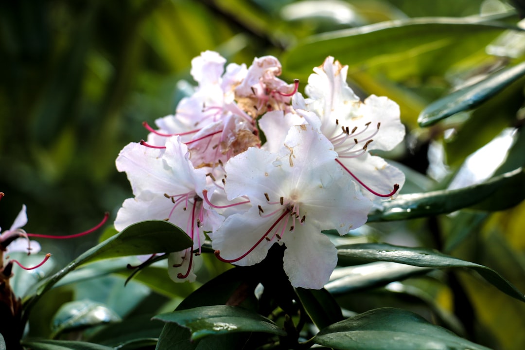 Photo Evergreen shrub